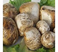 Bocconcini affumicati di Bufala - Offerta 3 Kg