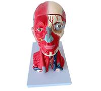 BODHIS Modello anatomico della Testa Umana, Cranio, Muscoli e Cervello, Anatomia, Sangue, Collo, Strumento didattico Medico, Collezione