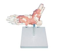 BODHIS Modello anatomico delle Ossa del Piede - Modello dell'articolazione del Piede - Modello didattico per l'insegnamento della spiegazione Medica