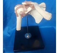 BODHIS Modello anatomico Medico dell'articolazione della Spalla Umana - Modello dell'articolazione della Spalla con Funzione di Nastro