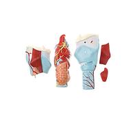 BODHIS Modello didattico, Modello di Scheletro della faringe e della laringe, Modello di Simulazione dell'articolazione della laringe Umana, Professionale