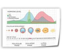 Body Literacy Poster Menstrual Cycle Phases Chart Canvas Wall Art for Study Room Decor Women Empowerment Gift(Unframed,12x18inch(30x45cm))