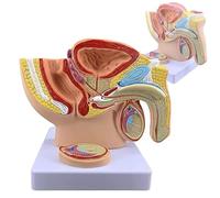 BOERYOU Pelvi maschile con modello di prostata, modello genitale anatomico maschile, modello anatomico del sistema riproduttivo maschile 1:2, modello di sezione sagittale mediana del sistema