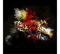 Bogus Order The Bullnose Step (Vinyl LP) 12" EP