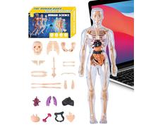 Bohany Modello 3D di corpo umano per bambini, torso anatomico umano per assemblaggio - giocattoli educativi di montaggio anatomico per studenti insegnanti classi homeschooling bambini ragazze