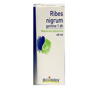 Ribes nigrum gemme 1 dh Macerato Glicerico Flacone da 60 ml