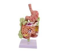 BOKIOESDE Modello di apparato digerente umano, modello di stomaco, strumento didattico per supportare efficacemente l'istruzione medica e le attività di