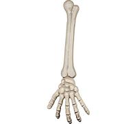Boland 74.556 - Skelettarm, decorazioni, circa 46 cm