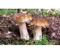 Boletus Betulicola Bianco Funghi Betulla/Semi Micelio Spore Spawn Secchi