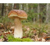 Boletus Betulicola - Mycelium - Fungi Forest - Coltiva i tuoi funghi!