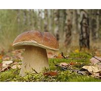 Boletus Edulis, micelio per piantare funghi