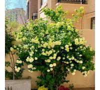 Bolla di neve resistente - semi di ufficio semi esotici balcone palla di neve per letti elevati 400pcs