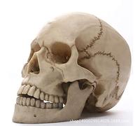 Bollaer, modello di scheletro umano a grandezza naturale, statua in resina per Halloween, decorazione per la casa, decorazione retrò, decorazione con teschio umano