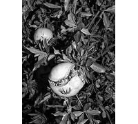 Bologna Portraits. Ediz. illustrata