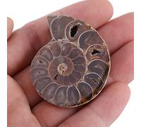 Bonbela 2 Pezzi di Campioni di Fossili di Ammonite Pietre Fossili Naturali Campioni di Minerali Collezione di Rocce con Storia Antica Stile retrò per Decorazioni per la Casa Materiale (Diametro 4 cm)