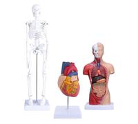 BONKZEBU Kit Modello Corpo Umano Torso Staccabile Scheletro Cuore Set Anatomico per L'insegnamento Medico Materiale PVC Rispettoso Dell'ambiente per il Corso di Salute