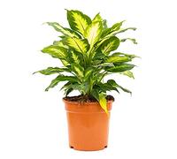 Bonplants Dieffenbachia Camilla, Pianta Vera da Appartamento, Vaso 21, h 45 cm