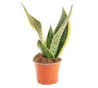 Bonplants Sansevieria Futura Superba, Mini Pianta Lingua di Suocera (Vaso 14 cm, h 30 cm)