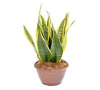 Bonplants Sansevieria Trifasciata Futura Superba, Vera Lingua di Suocera (Vaso 20 cm - Altezza 45 cm)