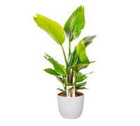 Bonplants Strelitzia Nicolai Uccello del Paradiso, Pianta Vera Elegante ed Ornamentale (h 85 cm - Vaso 21 Bianco)