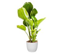 Bonplants Strelitzia Nicolai Uccello del Paradiso, Pianta Vera Elegante ed Ornamentale (Vaso 24 Bianco)