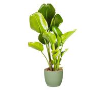 Bonplants Strelitzia Nicolai Uccello del Paradiso, Pianta Vera Elegante ed Ornamentale (Vaso 24 Verde Salvia)