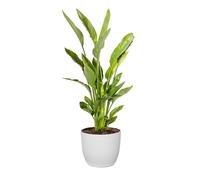 Bonplants Strelitzia Reginae Uccello del Paradiso, Pianta Vera Decorativa, Vaso 24 cm, h 90 cm (Vaso Bianco)