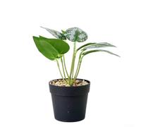 Bonsai artificiale in vaso in plastica per un aspetto uniforme su mensole da scrivania e davanzale nel tempo (D)