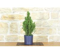 Bonsai di Abete in vaso motivo scozzese - blu