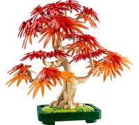 Bonsai di acero rosso giapponese