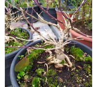 Bonsai Di Cappero30 € Pianta Di 7 Anni In Vaso 20cm Già Pronti Per Fruttificare