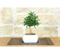 Bonsai di Citrus Kinzu in vaso quadro bianco