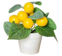 Bonsai di Limone Realistico Pianta in Plastica per Interno Tavolo Arredamento So
