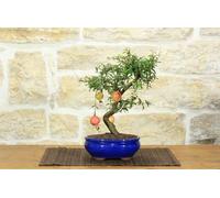 Bonsai di Melograno Nano in vaso smaltato - età 9 anni