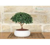 Bonsai di Mirto in ciotola bassa