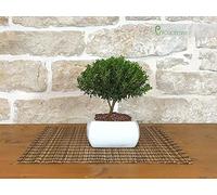 Bonsai di Mirto in vaso quadro bianco + concime organico