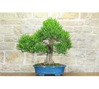 Bonsai di Mirto Tarentina (62)
