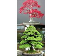 Bonsai di o rosso Bonsia e Giapponese Seed Cedar Semillas Seeds ONLY
