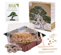 Bonsai Kit incl. eBook GRATUITO - Starter Set con mini serra, semi e suolo - idea regalo sostenibile per gli amanti delle piante (Semi: Olivo + Pino Australiano)