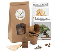 Bonsai Kit in Book GRATUITO - Starter Set con vasi di cocco, semi e terra - idea regalo sostenibile per gli amanti delle piante (Pino Marittimo + Storace Americano)