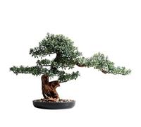 Bonsai Piccoli Accogliente Pino Simulazione Pianta Bonsai Ingresso Soggiorno Pianta verde Grande albero finto Hotel Podocarpus Decorazione Ornamenti Bonsai Artificiali(D)