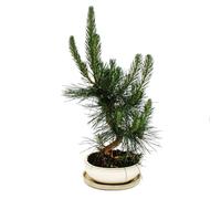 Bonsai Pinus thunbergii, pino nero giapponese, circa 19 anni