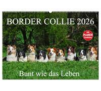 Border Collie 2026 (Wandkalender 2026 DIN A2 quer), CALVENDO Monatskalender: Auf 13 wunderschönen Fotos zeigt die Tierfotografin Sigrid Starick Border Collies in vielen Farben