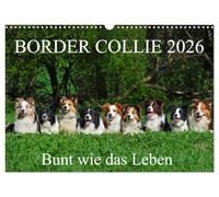 Border Collie 2026 (Wandkalender 2026 DIN A3 quer), CALVENDO Monatskalender: Auf 13 wunderschönen Fotos zeigt die Tierfotografin Sigrid Starick Border Collies in vielen Farben