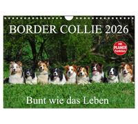 Border Collie 2026 (Wandkalender 2026 DIN A4 quer), CALVENDO Monatskalender: Auf 13 wunderschönen Fotos zeigt die Tierfotografin Sigrid Starick Border Collies in vielen Farben
