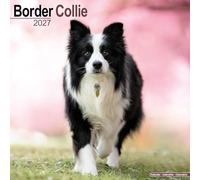 Border Collie 2027 Calendar | Square Wall Calendar | Dog Breed Gift | Plastic Free Packaging | by Avonside Publishing