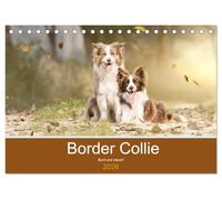 Border Collie - Bunt und clever! (Tischkalender 2026 DIN A5 quer), CALVENDO Monatskalender: Border Collies - die bunten Hunde machen einfach Spaß!