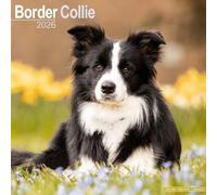 Border Collie Calendar 2026 Square Dog Breed Wall Calendar - 16 Month
