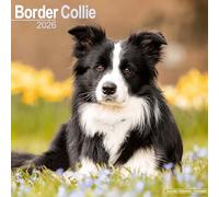 Border Collie Calendar 2026 Square Dog Breed Wall Calendar - 16 Month