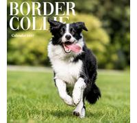 Border Collie Calendar 2027: Herding Dog Photography